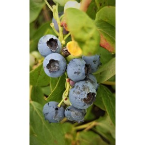 Nahaufnahme: Heidelbeere Chandler (Vaccinium corymbosum) mit blauen, reifen Früchten und grünen Blättern.