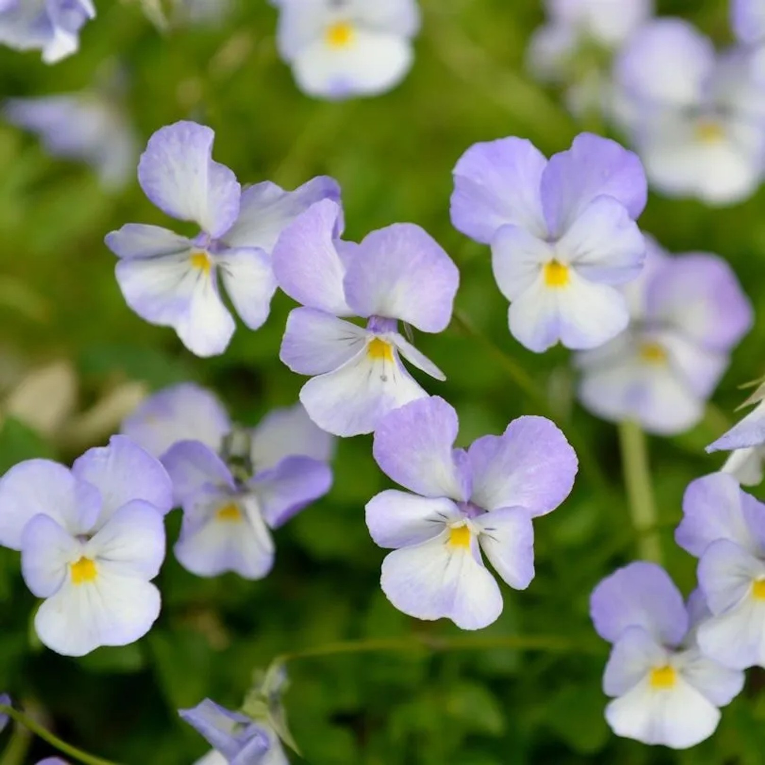 Hornveilchen Milk Maide - Viola cornuta