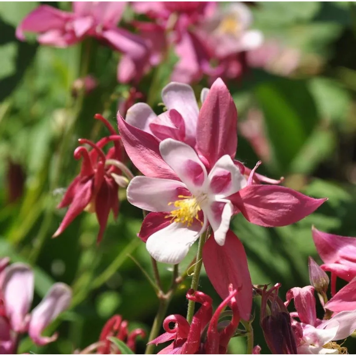 Akelei Rose Queen - Aquilegia caerulea