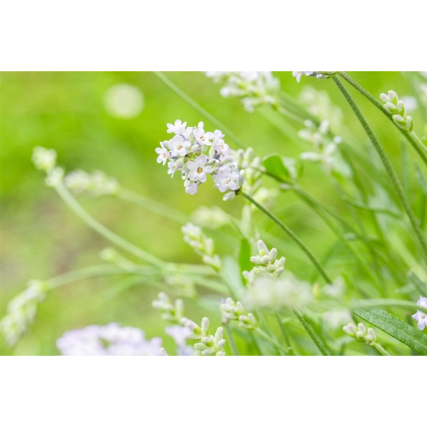 Lavandula Angustifolia Hidcote White Echter Lavendel Ca. 9x9 cm Topf günstig online kaufen