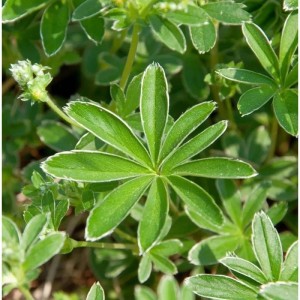 Nahaufnahme des Felsen-Frauenmantels (Alchemilla saxatilis), einer grünen Staude mit weißen Blatträndern.