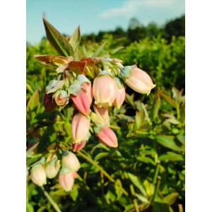 Nahaufnahme der zarten, rosa Blüten der Heidelbeere Sunshine Blue.