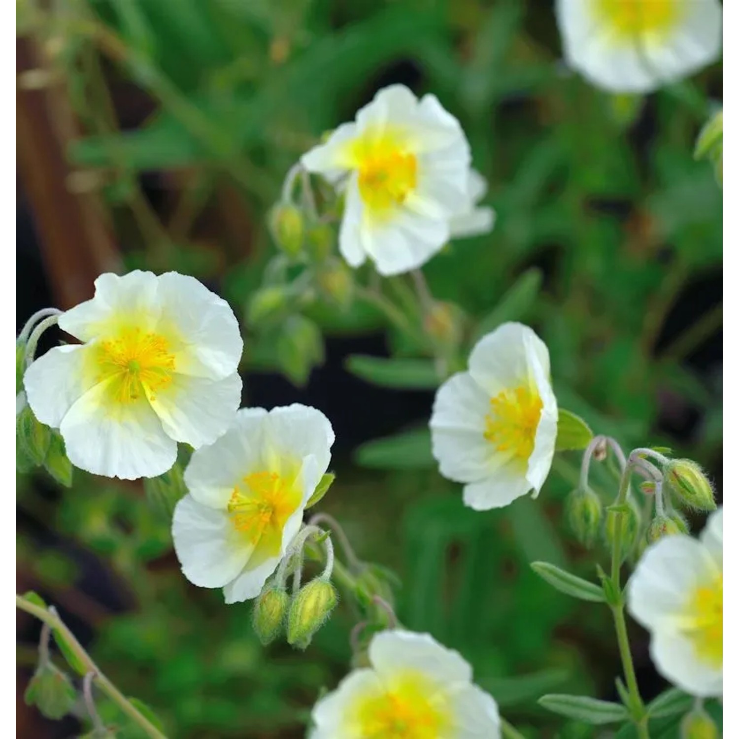 Sonnenröschen Snow Queen - Helianthemum cultorum