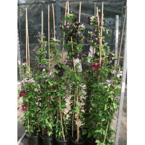 Clematis 'John Paul II' Kletterpflanze mit weiß-rosa Blüten an Rankhilfe im Topf.