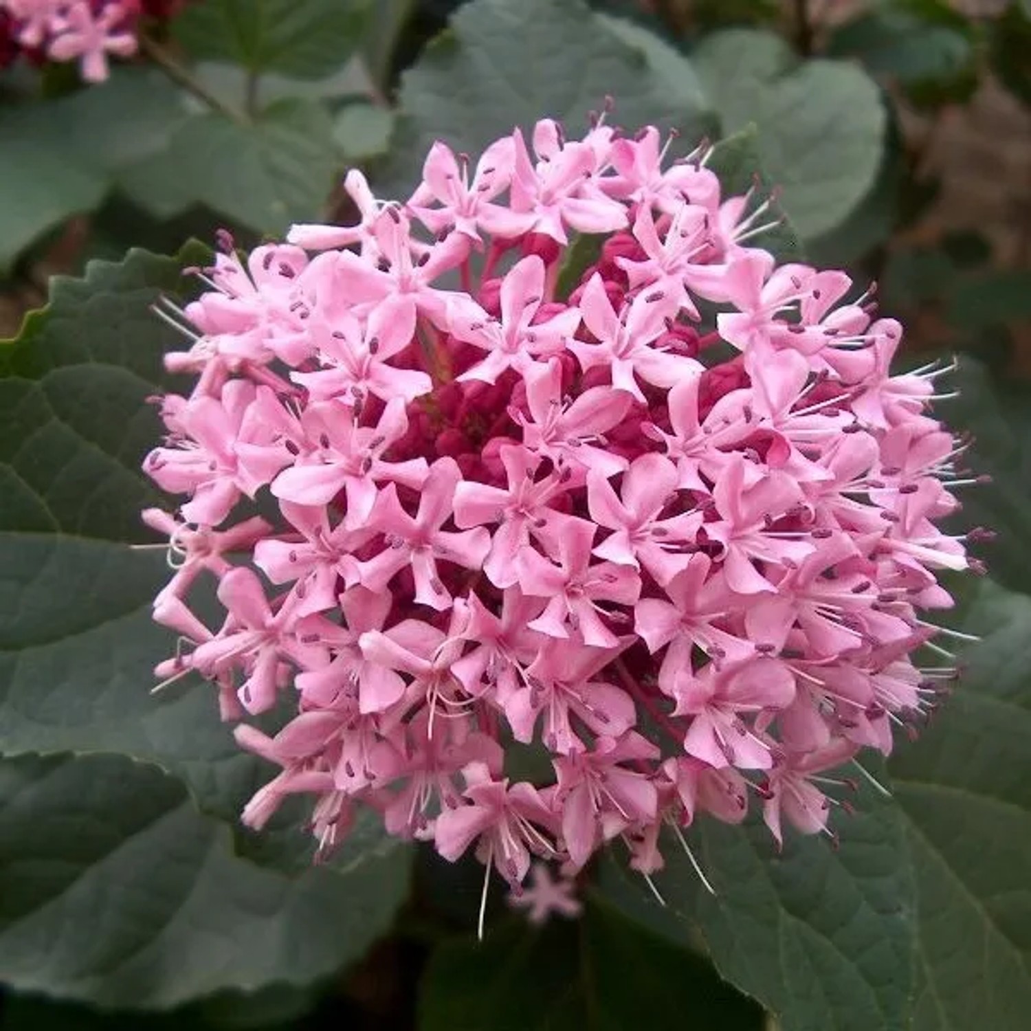 arborix Losstrauch Clerodendrum Bungei 50 Bis 60 Cm Im Container Duftende Blüten
