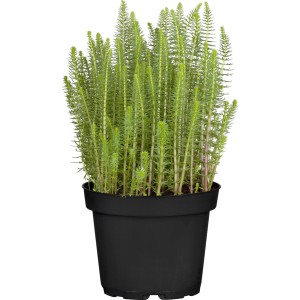 Tannenwedel im Topf, Hippuris vulgaris, grüne Teichpflanze für klares Wasser.