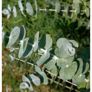 Nahaufnahme des Eukalyptus Baby Blue Strauchs mit bläulich-grünen Blättern.
