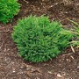 Kompakte, grüne Zwergfichte Picea Abies Pumila im Gartenbeet.
