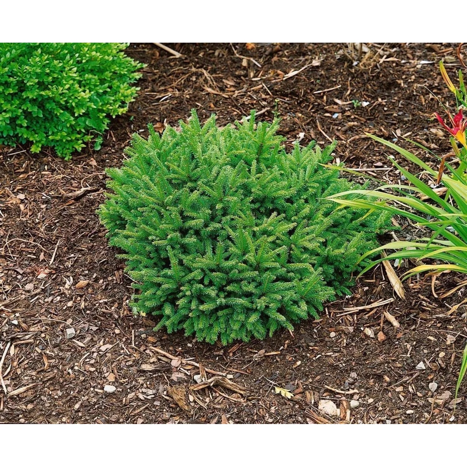 Kompakte, grüne Zwergfichte Picea Abies Pumila im Gartenbeet.