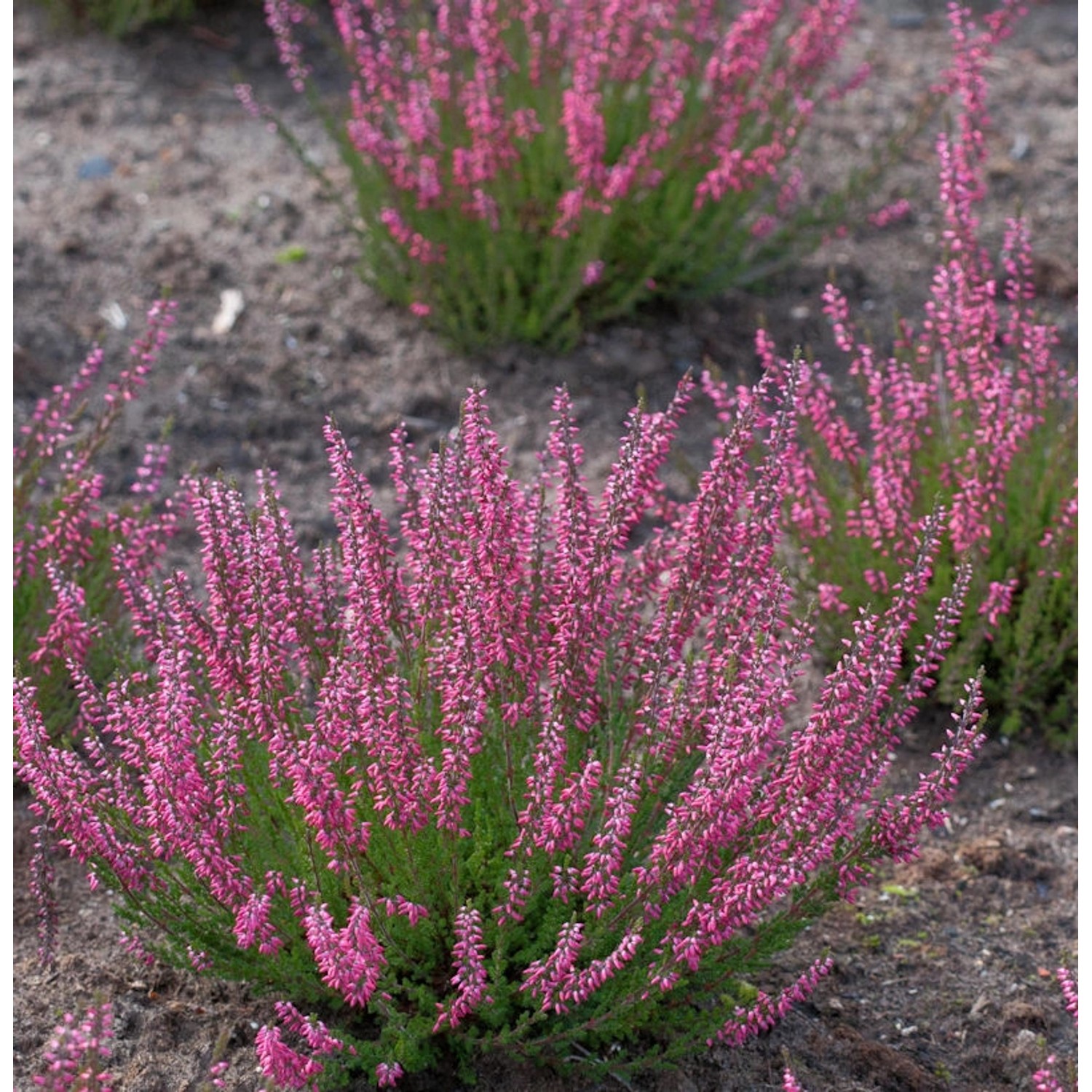 10x Knospenheide Gardengirls Loki - Calluna vulgaris günstig online kaufen