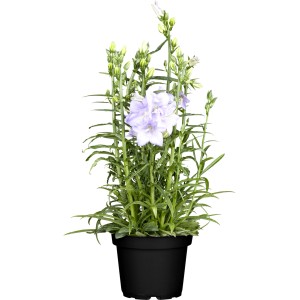 Pfirsichblättrige Glockenblume im Topf, blau-violette Blüten, ca. 20 cm hoch.