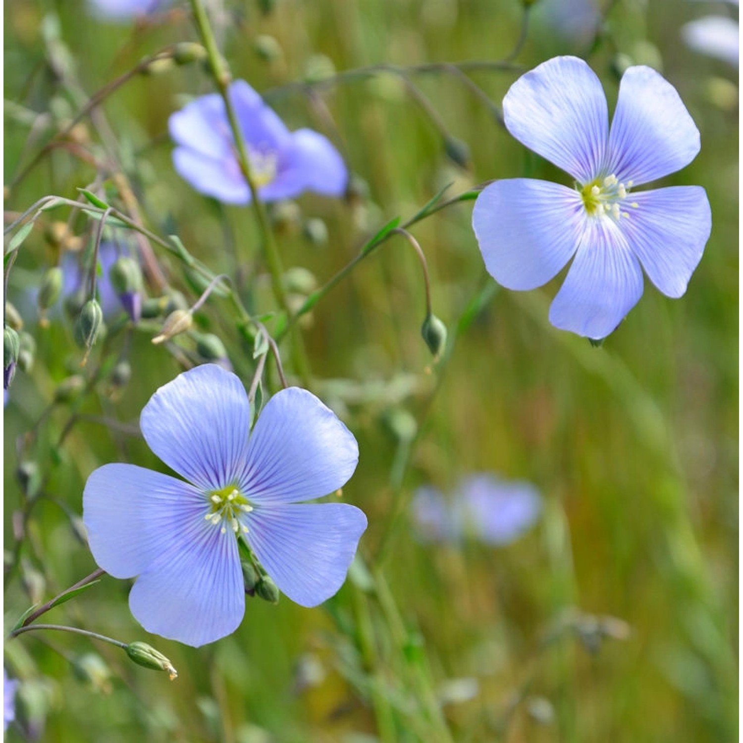 Lein blau - Linum perenne günstig online kaufen