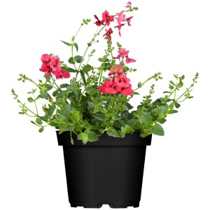 OBI Elfensporn im Topf, ca. 11 cm, mit roten Blüten und grünen Blättern.