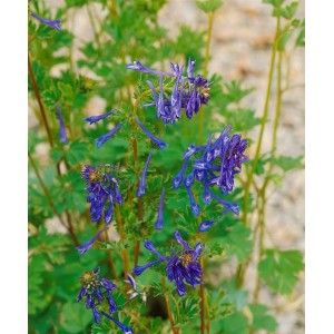 Himmelsblauer Lerchensporn Corydalis Elata Spinners im 9x9 cm Topf.
