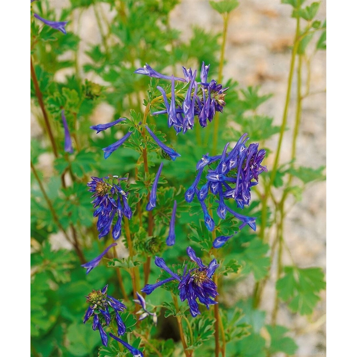 Corydalis Elata Spinners Himmelsblauer Lerchensporn Ca. 9x9 cm Topf günstig online kaufen