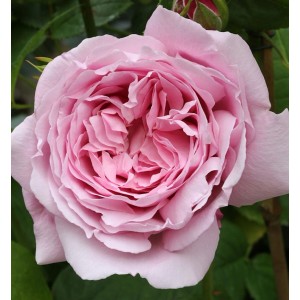 Nahaufnahme einer zartrosa Englischen Rose Mary Rose mit üppigen Blütenblättern.