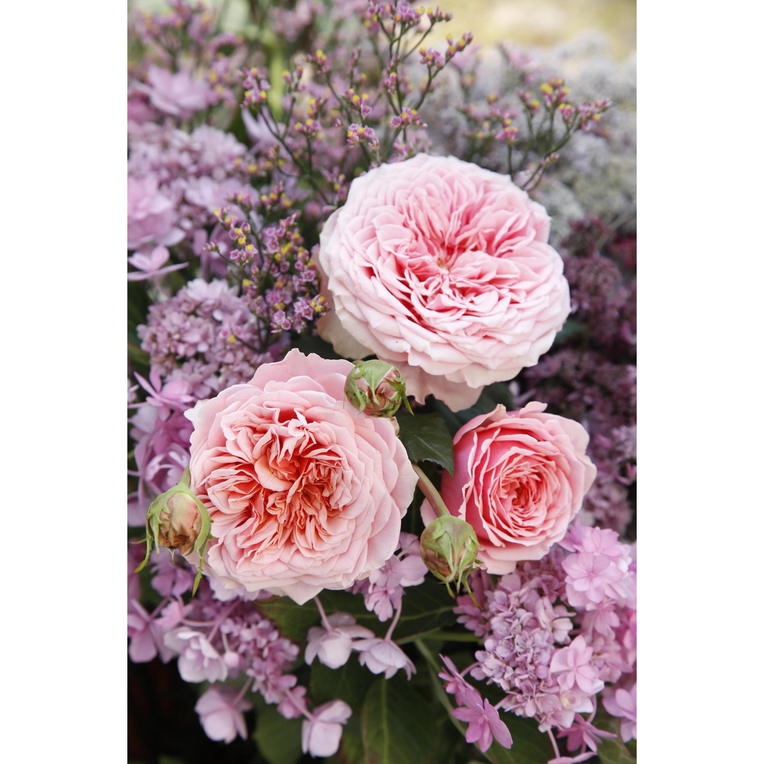 Rosa Amorosa Zimmer-Rose, rosa Blüten mit lila Akzenten, Topf-Ø 10,5 cm.