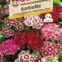 Sperli Bartnelke Samen, einfache Prachtmischung mit mehrfarbigen Blüten.