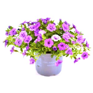 Zauberglöckchen im Topf, lila Blüten, gefüllt, von GROW by OBI.
