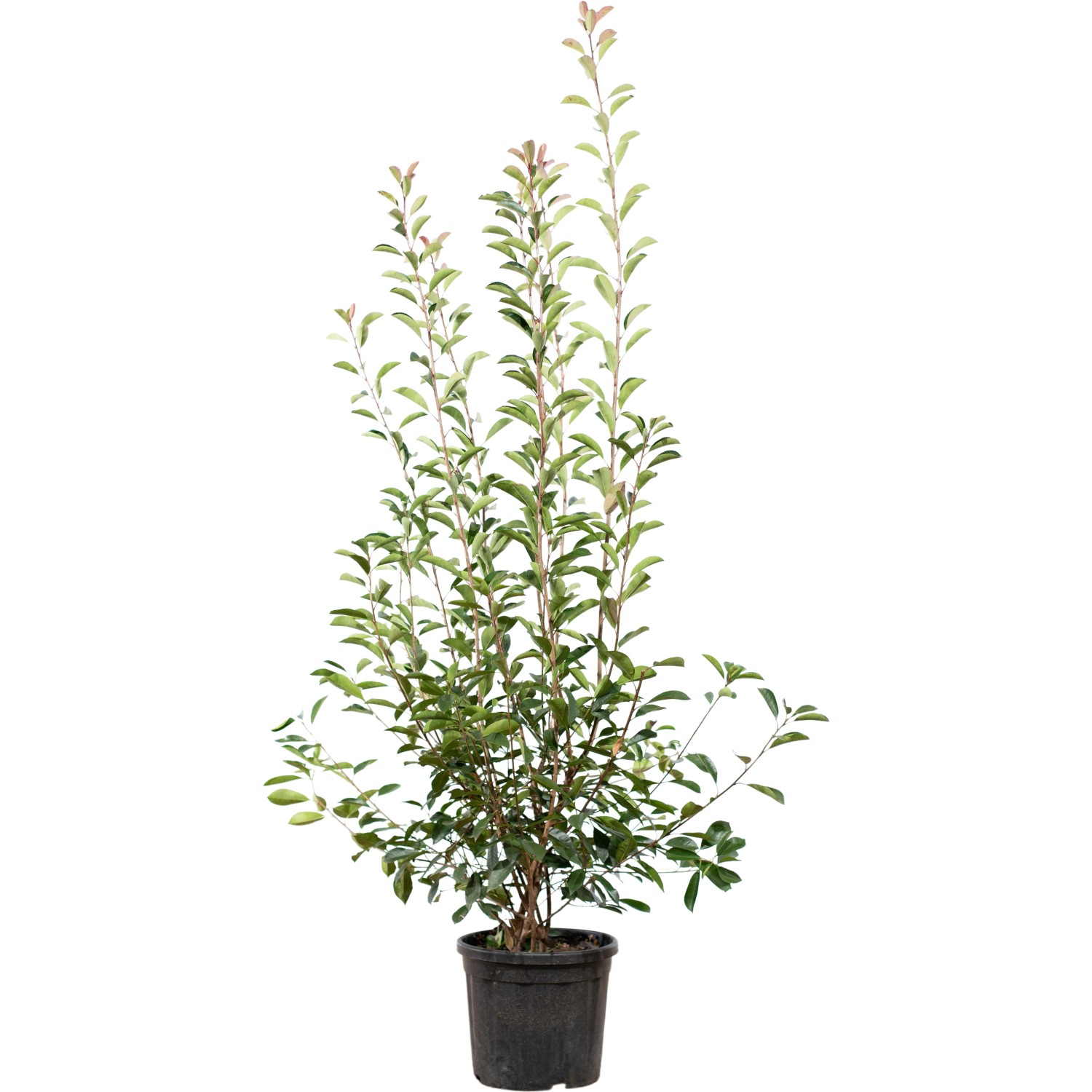 Glanzmispel Red Robin Set à 9 Stück Höhe ca. 175 - 200 cm Photinia fraseri