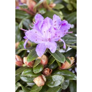 Nahaufnahme eines blauen Zwerg-Rhododendron (Rhododendron Impeditum Blue Tit) mit Blüten und Knospen.