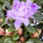 Nahaufnahme eines blauen Zwerg-Rhododendron (Rhododendron Impeditum Blue Tit) mit Blüten und Knospen.