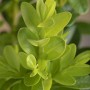 Detailaufnahme des Buxus microphylla 'Faulkner' (60-80 cm), einer immergrünen Heckenpflanze.