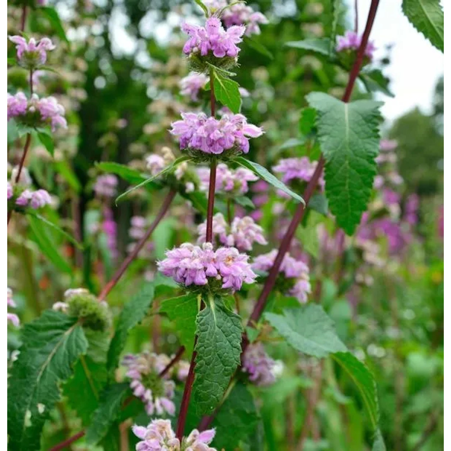 Rosa Brandkraut - Phlomis tuberosa