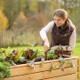 Frau gärtnert in Westmann Hochbeet XL aus Fichte mit Salat und Gemüse.