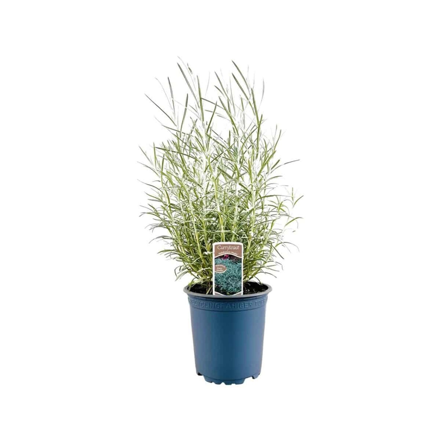 Helichrysum Italicum Currykraut Ca. 11x11 cm Topf günstig online kaufen