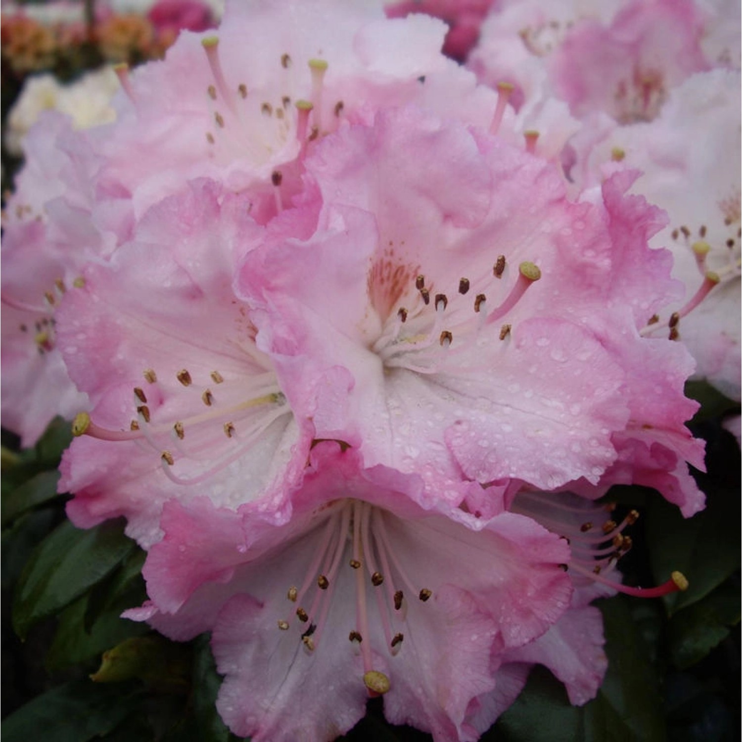 INKARHO - Rhododendron Masai Mara 30-40cm - Rhododendron bureavii günstig online kaufen