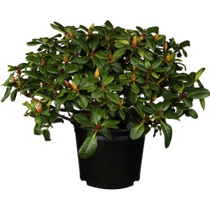 Zwergalpenrose 'Scarlet Wonder' im Topf. Kompakter Rhododendron mit grünen Blättern und roten Blütenknospen.