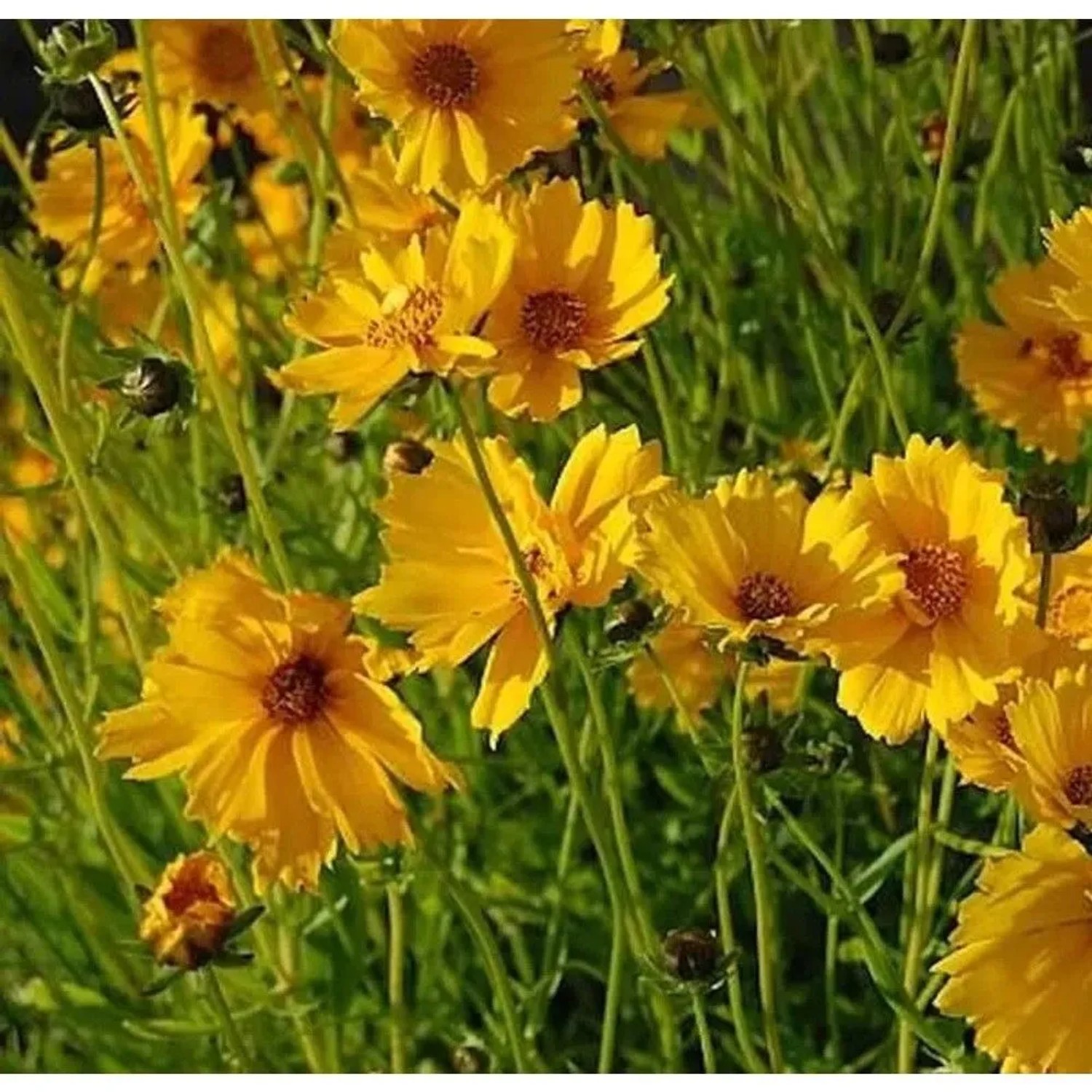 Mädchenauge Schnittgold - Coreopsis grandiflora
