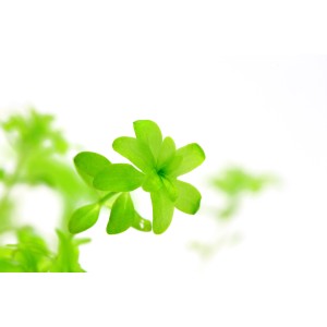 Helles Foto der Aquariumpflanze Dennerle Hemianthus Glomeratus mit kleinen, hellgrünen Blättern.