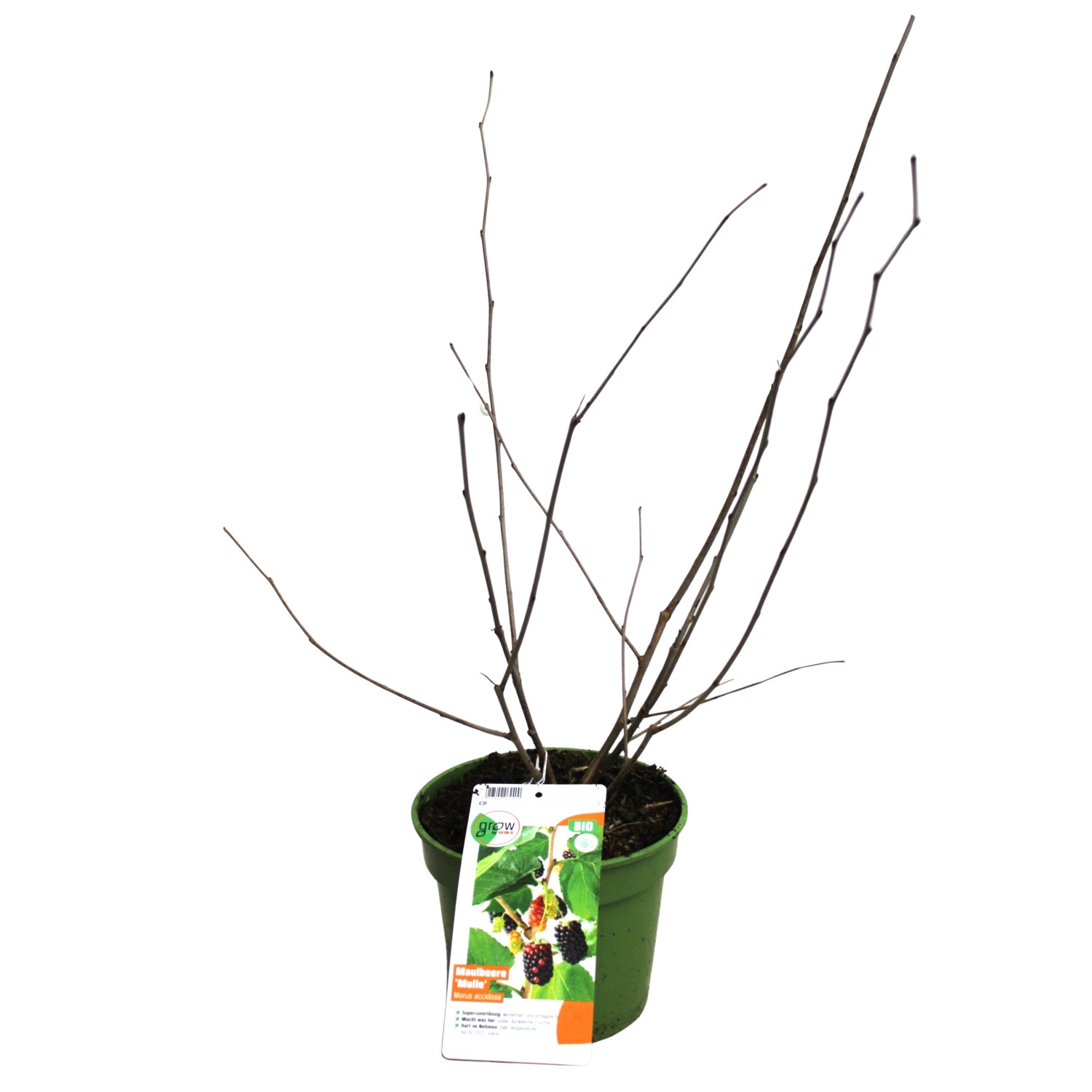 Zwergmaulbeerbaum Mulle Schwarz Höhe ca. 30 - 40 cm Topf ca. 3 l Morus acid günstig online kaufen