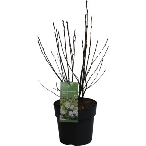 Erlenblättrige Felsenbirne Obelisk im Topf, ca. 40-60cm hoch, mit weißen Blüten.