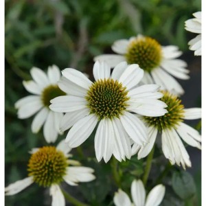 Nahaufnahme der weißen Blüten des Sonnenhut Pow Wow White (Echinacea purpurea).