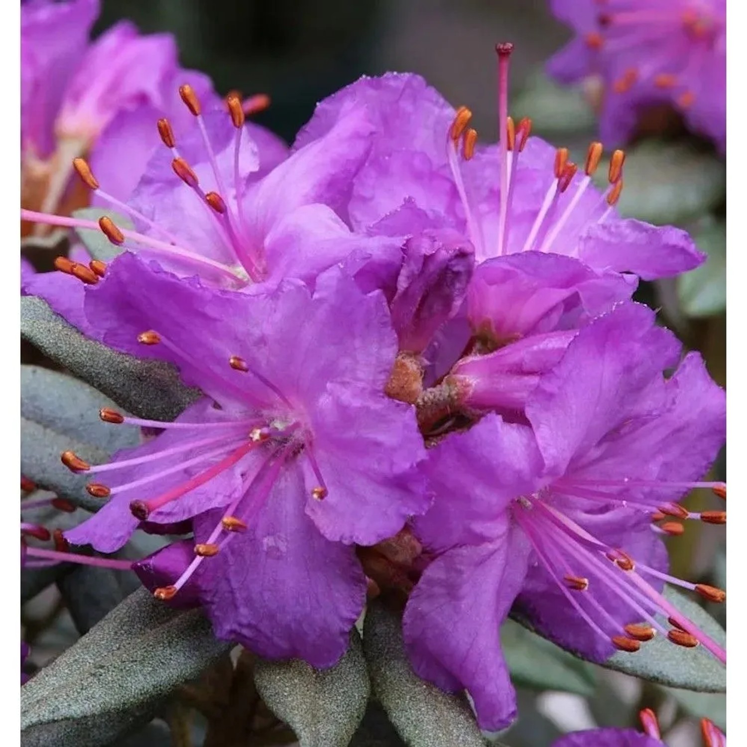 Zwerg Rhododendron Saint Merryn 20-25cm - Rhododendron impeditum - Zwerg Alpenrose