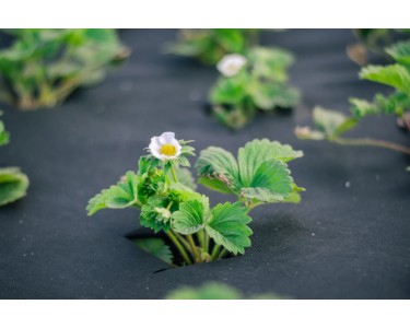 Aquagart Unkrautvlies 75 M X 1 M – UV-stabil, 150 G/m², Für Ebene Flächen & Hänge, Inkl. 10 Erdanker