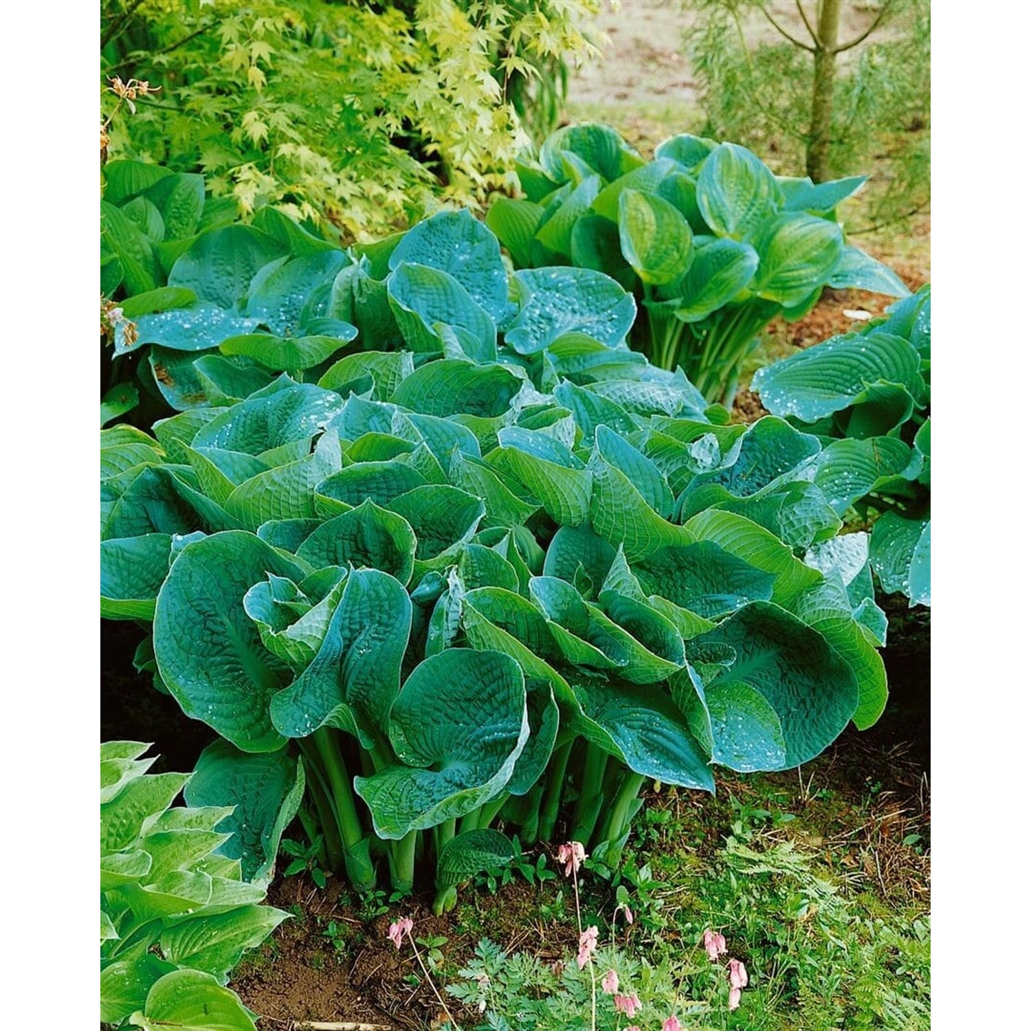 Hosta Tokudama Love Pat Funkie Ca. 11x11 cm Topf günstig online kaufen