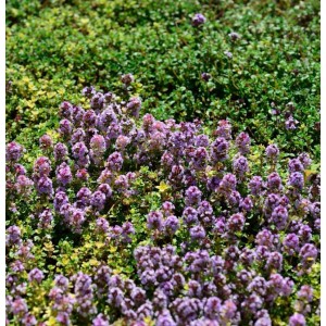 Echter Zitronen Thymian Rasta - Thymus citriodorus