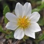 Nahaufnahme einer weißen Silberwurz (Dryas octopetala) Blüte mit gelber Mitte.