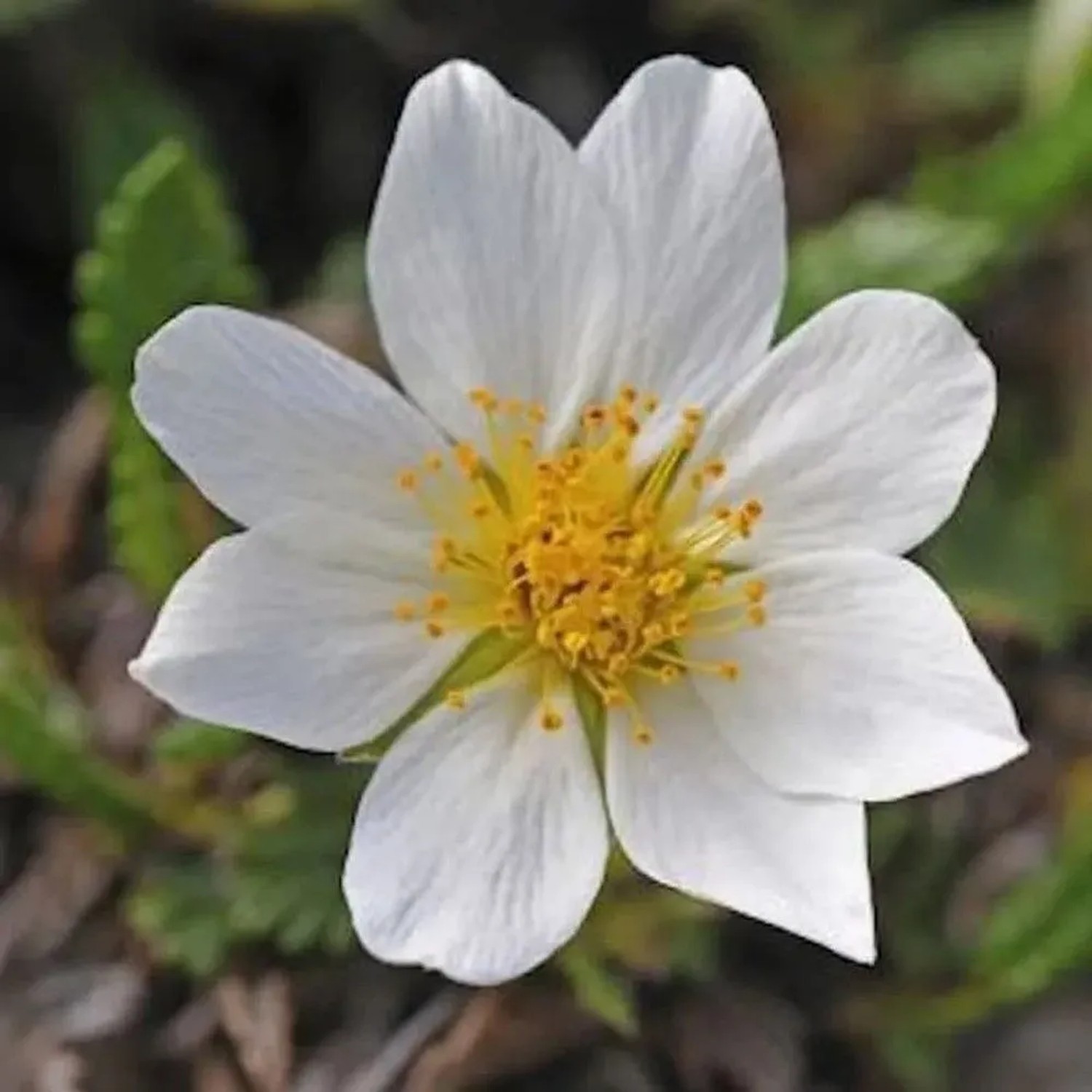 Silberwurz  - Dryas octopetala