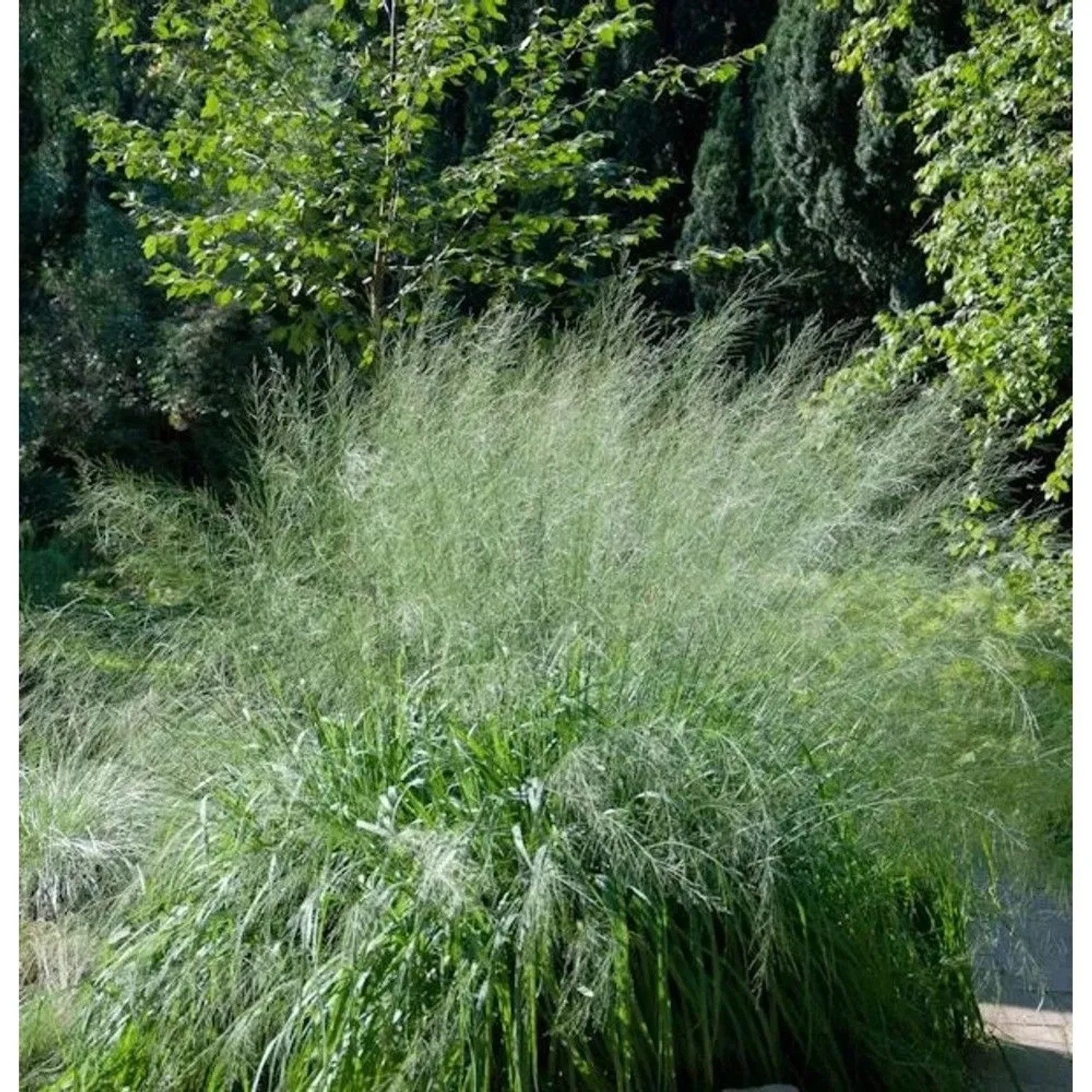 Riesen Pfeifengras Transparent - großer Topf - Molinia arundinacea
