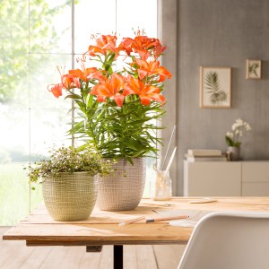 Scheurich Übertopf 866 Menta, Ø 25 cm, mit Pflanze im Wohnraum.