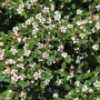 Zwergmispel Coral Beauty mit weißen Blüten und grünen Blättern.