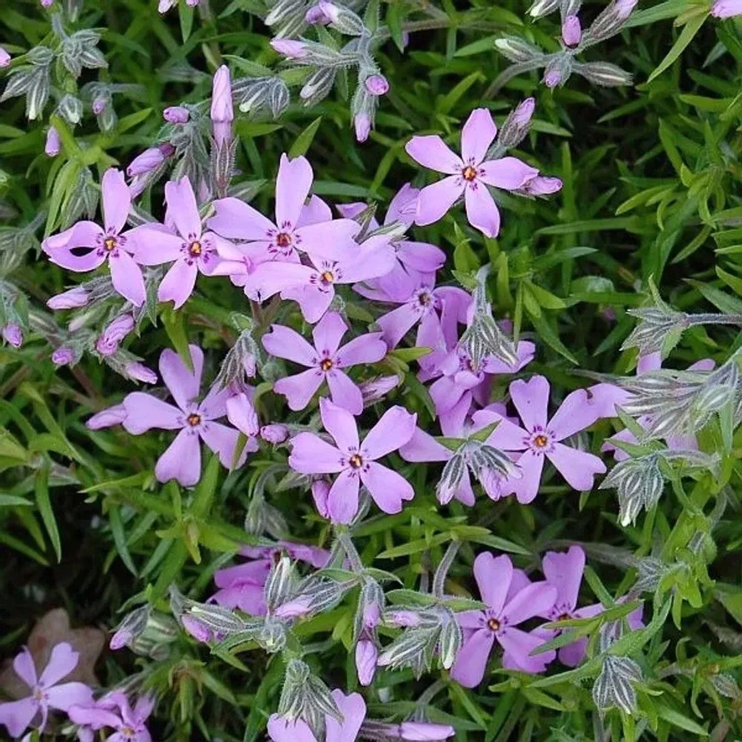 Teppich Phlox Moerheim - Phlox subulata
