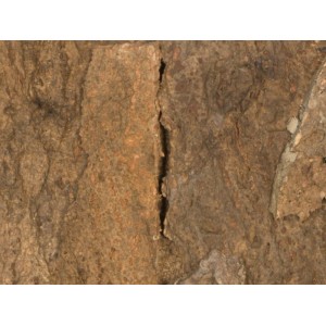 Nahaufnahme einer Granorte Rusticork Korkwandfliese. Raue, natürliche Textur in Erdtönen mit vertikalem Riss.