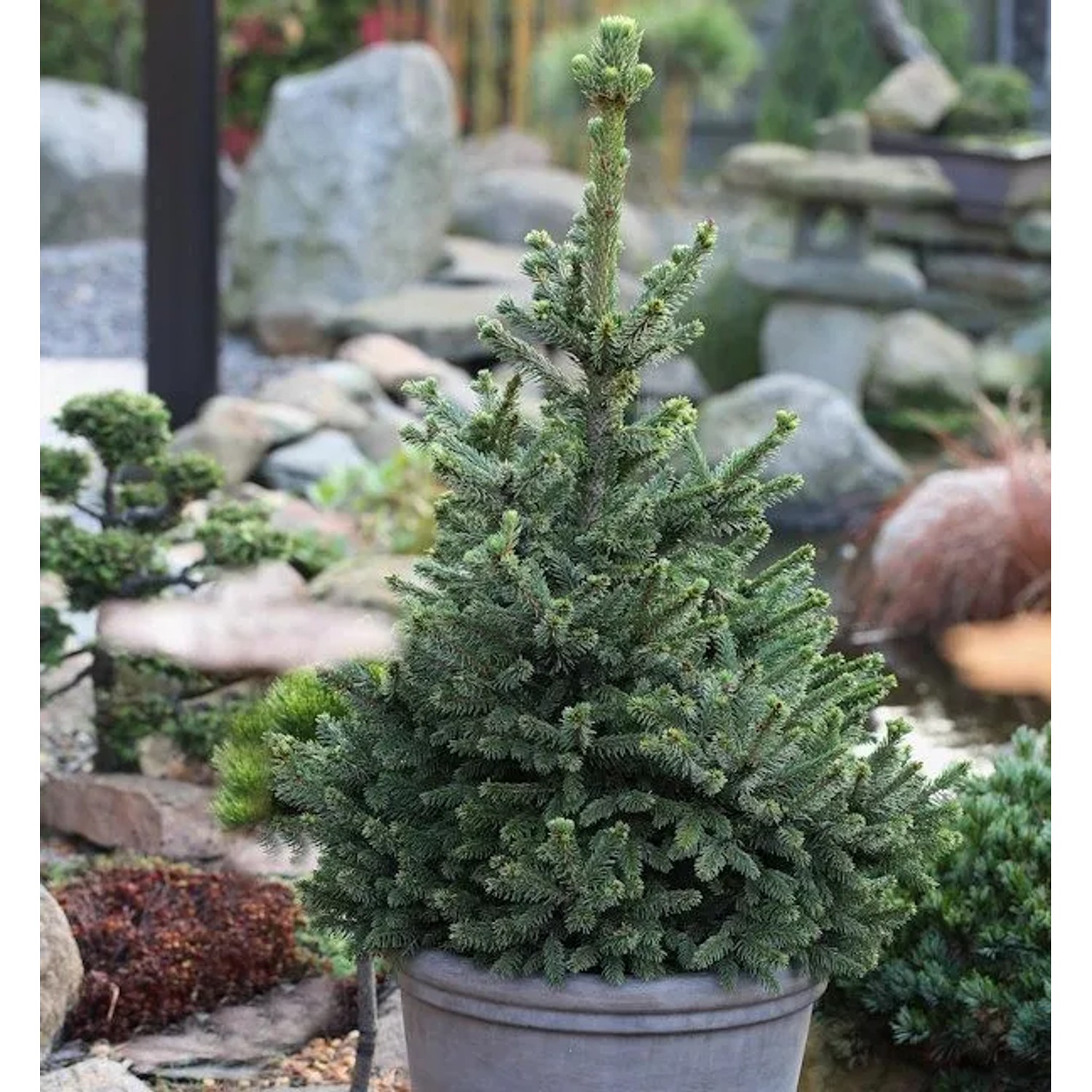 Zwergfichte Wills Zwerg 40-50cm - Picea abies