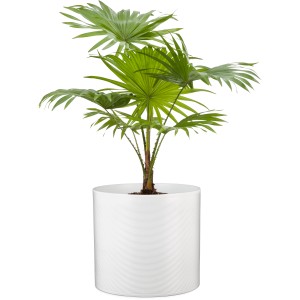 Scheurich Übertopf 828 Panna, Ø 28 cm, mit Pflanze. Weißer Keramiktopf mit Rillenmuster.